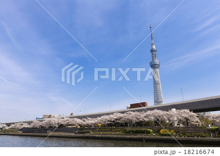 桜と東京スカイツリー 18216674