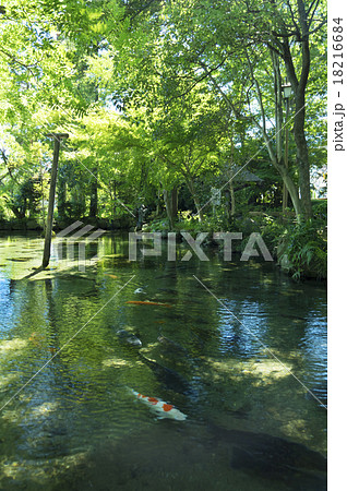 二宮神社のお池 二宮神社のお池 18216684