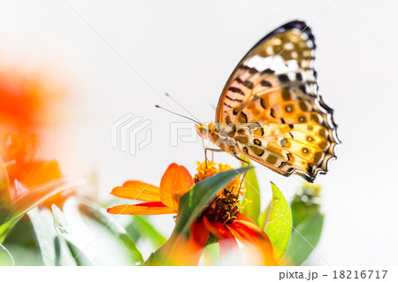 ツマグロヒョウモン 18216717