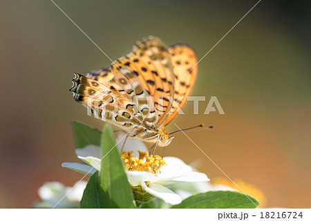 ツマグロヒョウモン ツマグロヒョウモン 18216724
