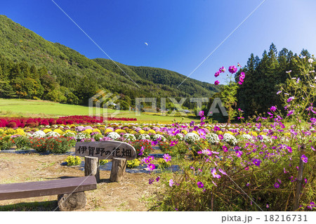 伊賀野の花畑 18216731