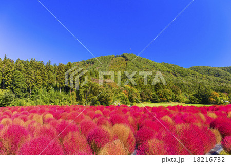 青空とコキア 18216732