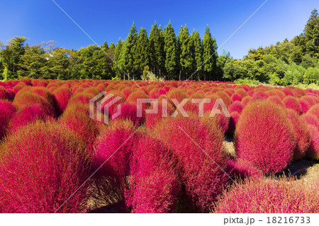 青空とホウキグサ 18216733