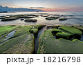 super green moss and long expose photography 18216798