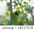 マルハナバチ 18217216
