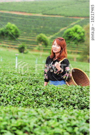 Asia Woman picking tea leaves in a tea plantation 18217465