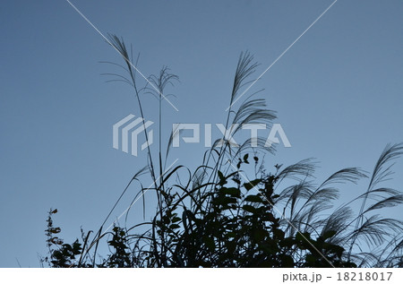 シルエットすすきの写真素材