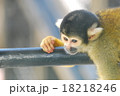 リスザル 18218246