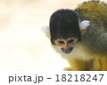 リスザル 18218247