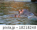 カバの親子 18218248