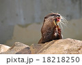 食事中のカワウソ 18218250
