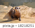カワウソ 18218251