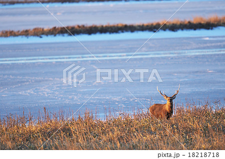 氷の上の足跡とエゾシカの写真素材