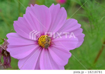日本ミツバチとコスモス　コスモス　こすもす　　上場高原　出水市　鹿児島県 18218781