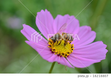 日本ミツバチとコスモス　コスモス　こすもす　秋　ミツバチ　みつばち　蜂蜜 18218807