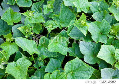 Green cucumbers Green cucumbers 18218962