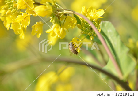 日本ミツバチと菜の花　菜の花　ミツバチ　みつばち　自然　栽培　蜂蜜　昆虫　黄色い花　春 18219111