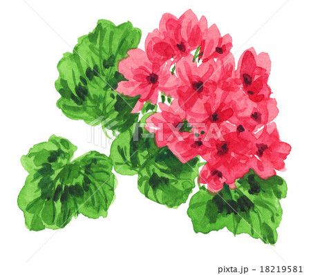 geranium151024pix1 18219581