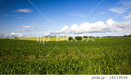 green unripe grains green unripe grains 18219636