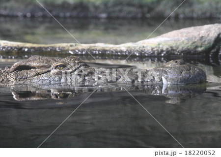 ナイルワニ 18220052