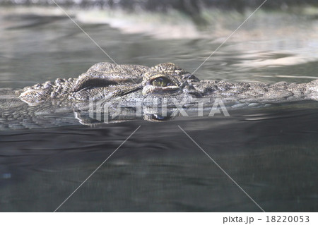 ナイルワニ 18220053