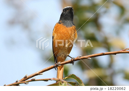 ジョウビタキの雄 18220062