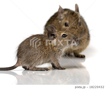 cute small baby rodent degu pet with its mom cute small baby rodent degu pet with its mom 18220432