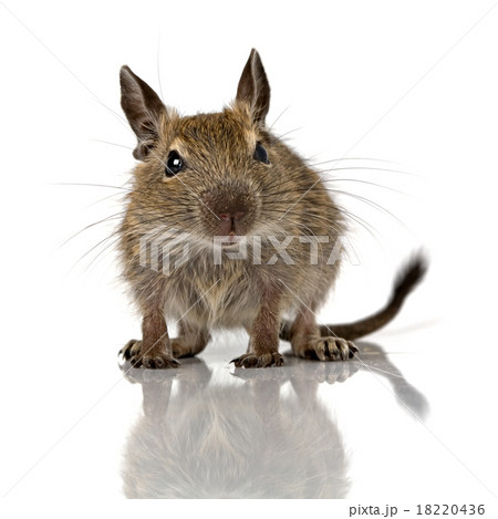 cute small baby rodent degu pet 18220436