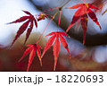 紅葉 18220693
