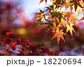 紅葉 18220694