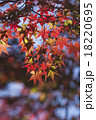 紅葉 18220695