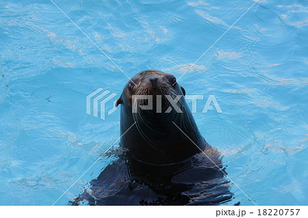 アシカ アシカ 18220757