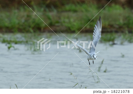 生き物　鳥類　クロハラアジサシ、石垣島では秋から春の間あちこちの田んぼでヒラヒラ飛んでいます 18221078