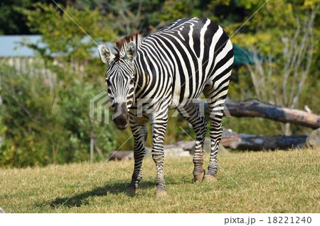 動物園のシマウマ 動物園のシマウマ 18221240