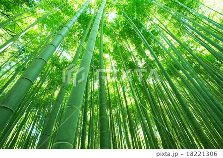 竹林・京都・嵐山 竹林・京都・嵐山 18221306