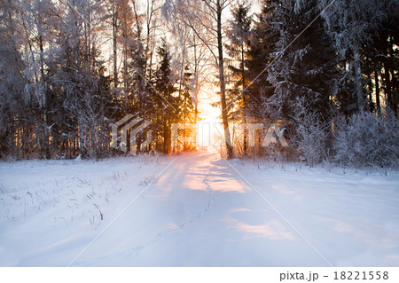 trees in winter trees in winter 18221558