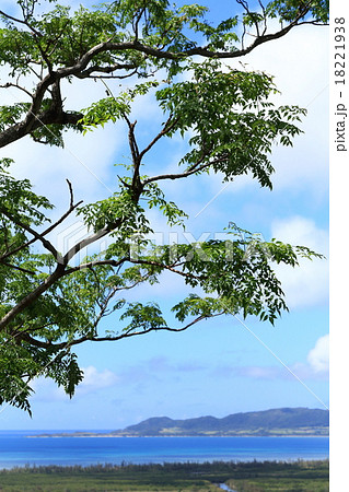 自然 植物 センダン 南方系の樹木で 沖縄ではあちこちに自生しているようですの写真素材
