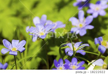 blossoming glades   18222022