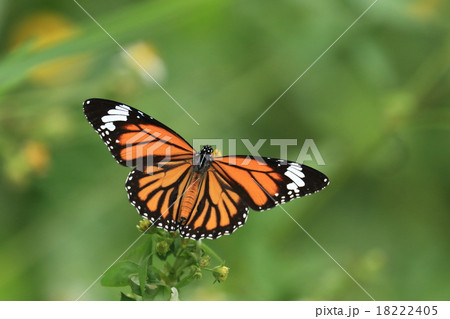 生き物 昆虫 スジグロカバマダラ、夢中で吸蜜中。触角も下を向いていて体に隠れています 生き物 昆虫 スジグロカバマダラ、夢中で吸蜜中。触角も下を向いていて体に隠れています 18222405