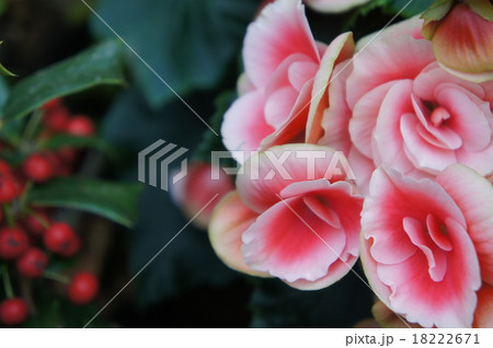 ベゴニア ベゴニア 18222671