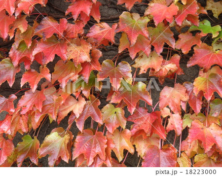 ツタの紅葉 18223000