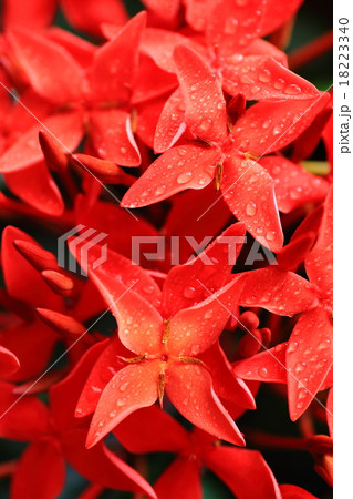 サンタンカ 18223340