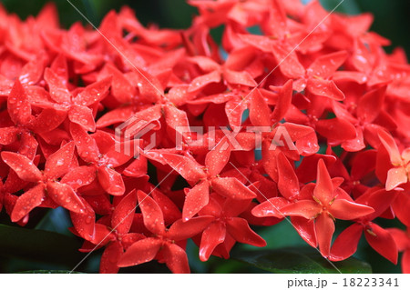 サンタンカ 18223341