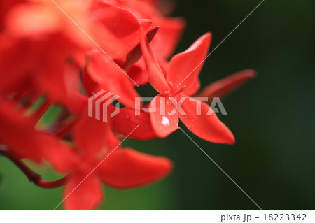 サンタンカ 18223342