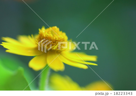 メランポジウム 18223343