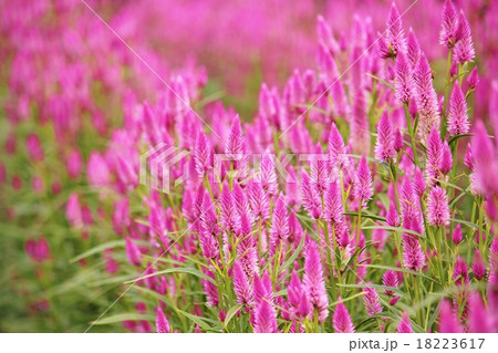 ケイトウの花 ケイトウの花 18223617