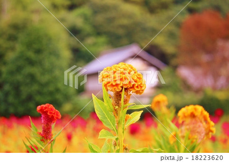 ケイトウの花と農家 ケイトウの花と農家 18223620