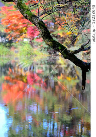 秋映の彩り～2015五色沼湖沼群 18223648