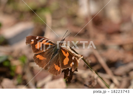 テングチョウ 18223743