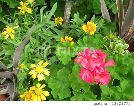 花壇の紅一点 18223773